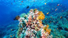 The fund is thought to be the first with SDG 14 as its sole focus